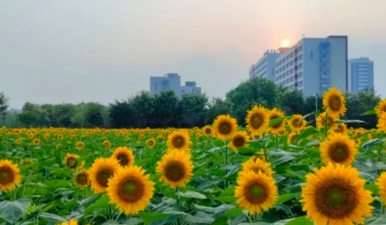 2024年北京理工大学硕士研究生招生简章